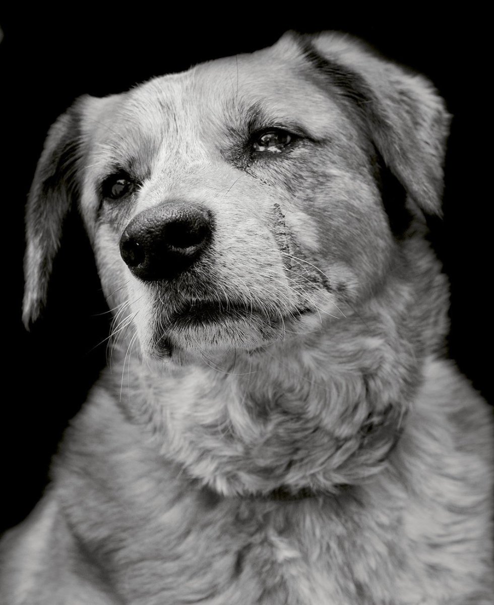 Бездомный пес