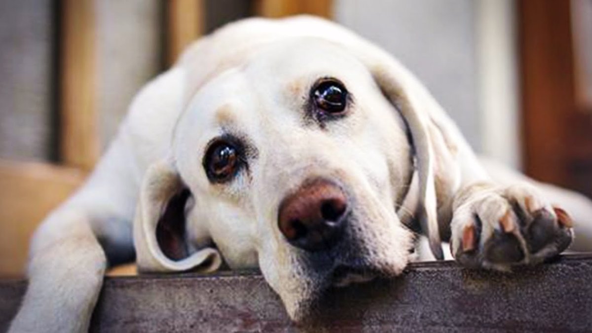 Грустный лабрадор