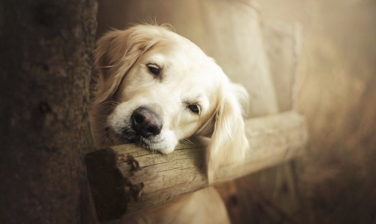 Щенок с грустными глазами