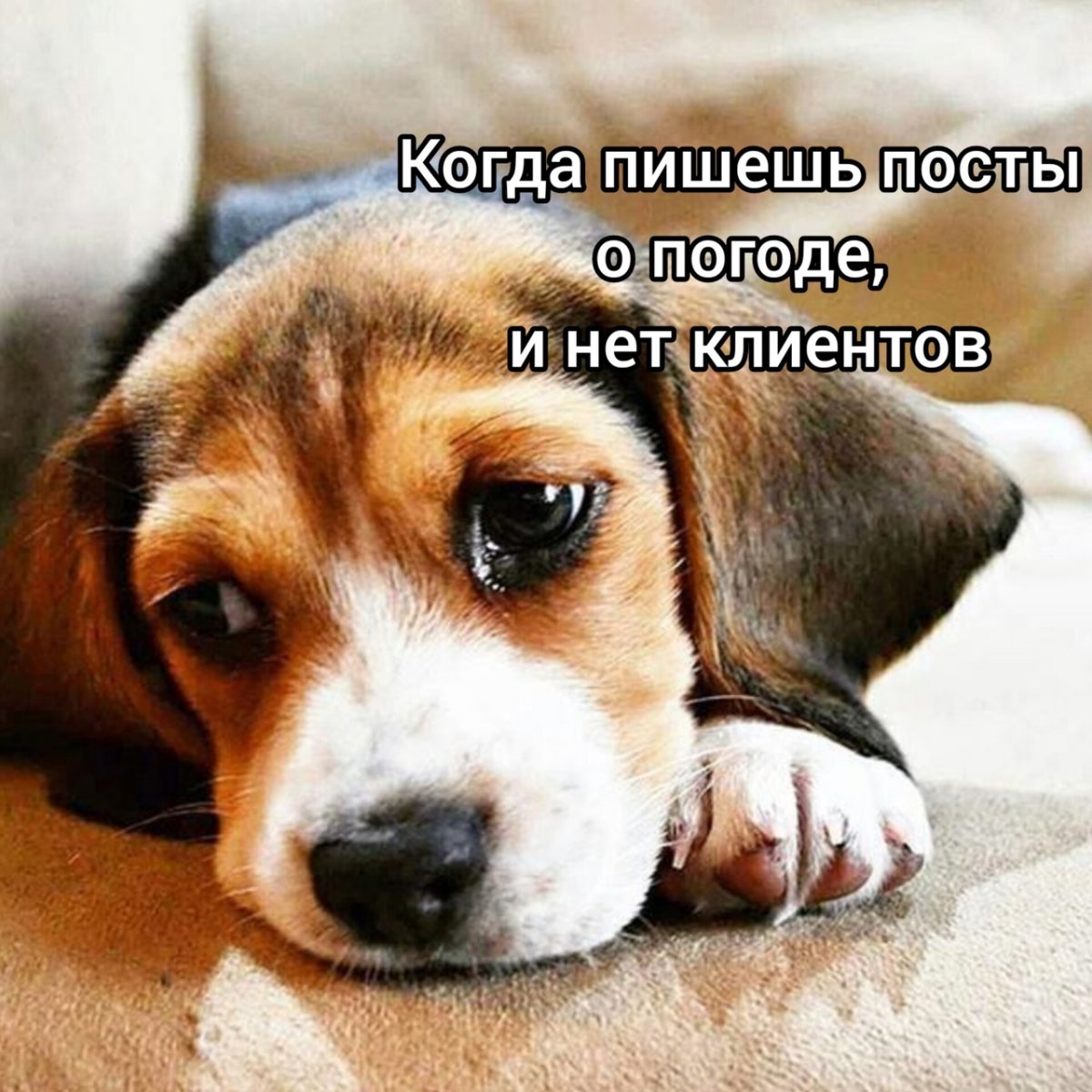 Бигль собака грустный