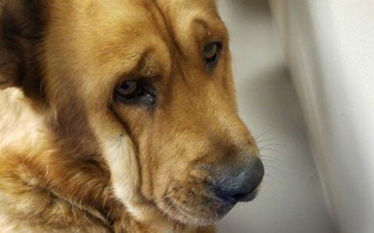 Вечно грустный пес