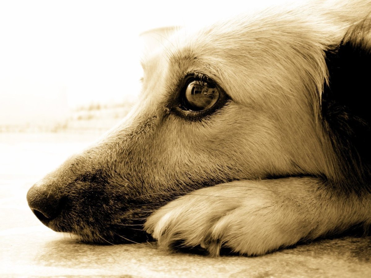 Бездомная собака грустит