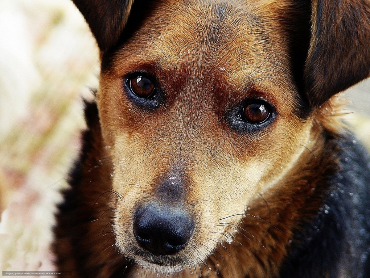 Красивые дворняжки