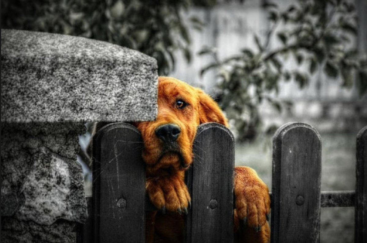 Рыжая брошенная собака