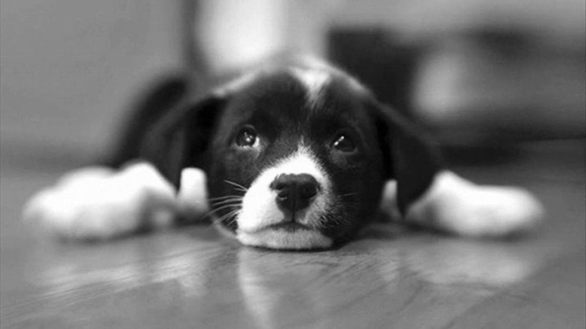 Печальные животные