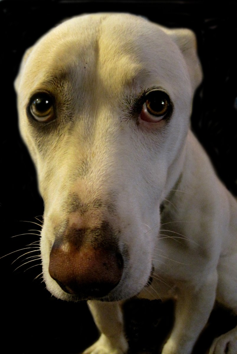 Грустная собака