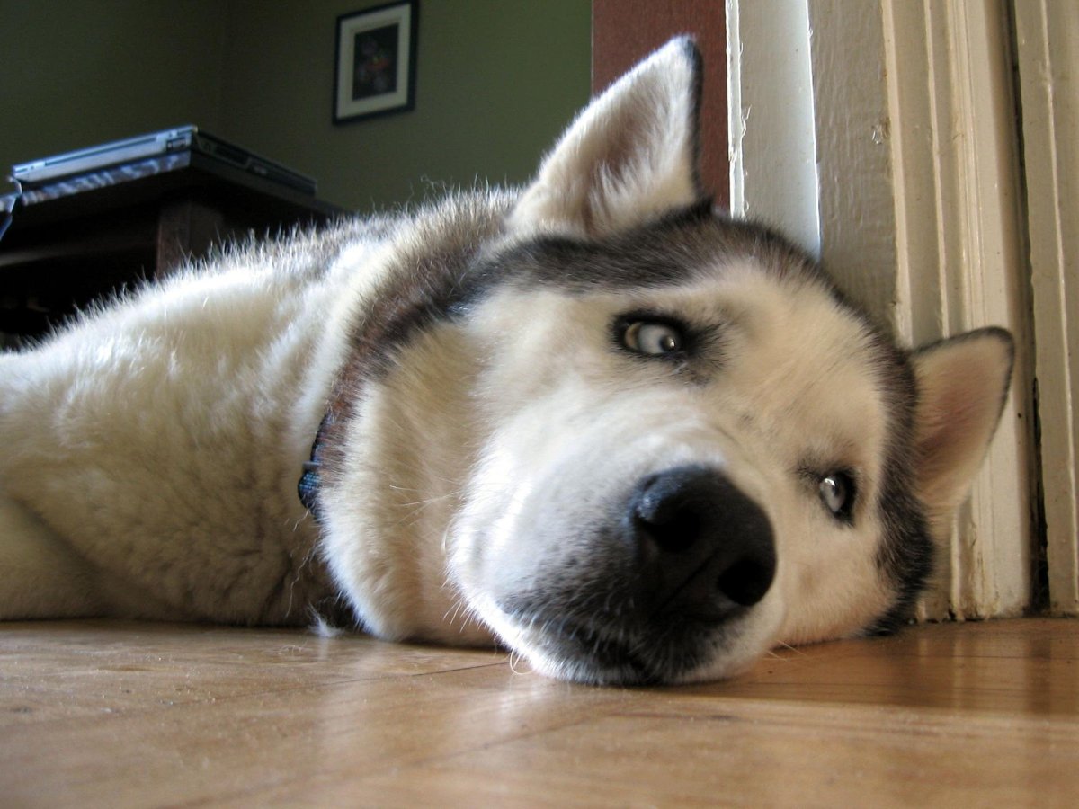 Плачущий хаски