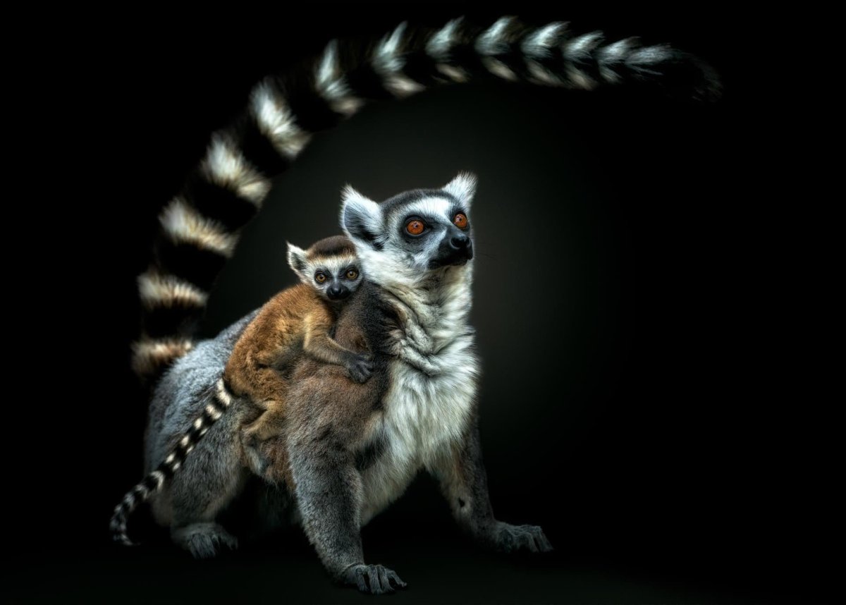 Ноги лемура