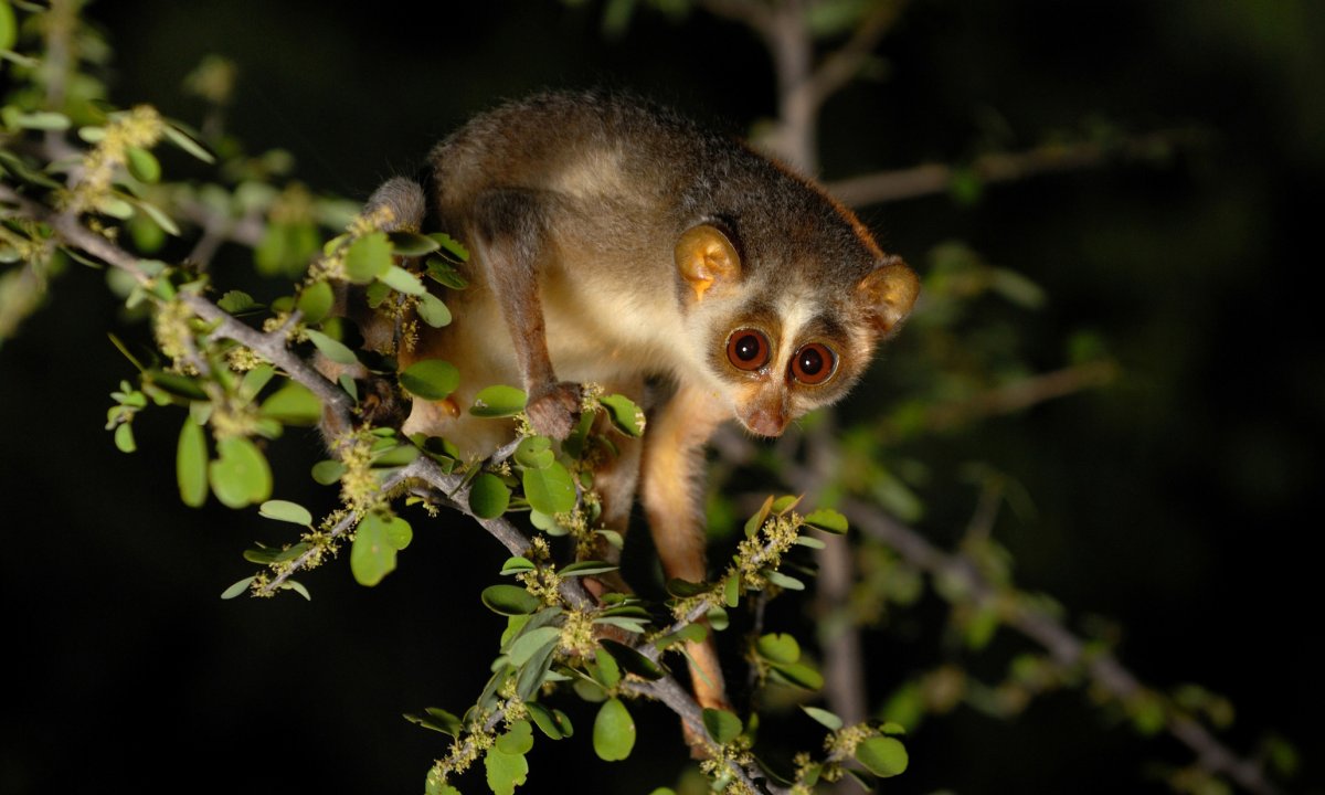 Красный Лори лемур