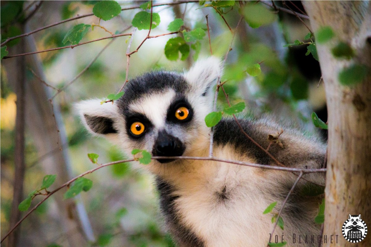 Лемур наблюдает