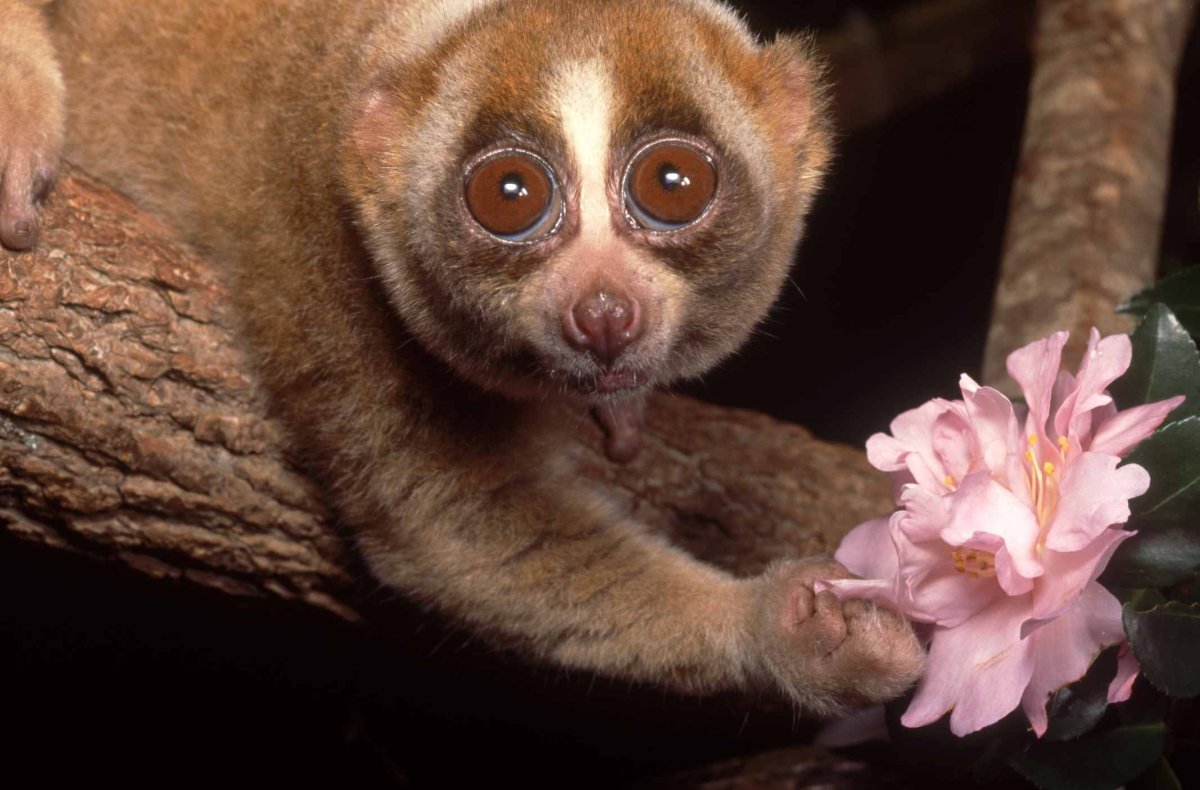 Толстый Лори