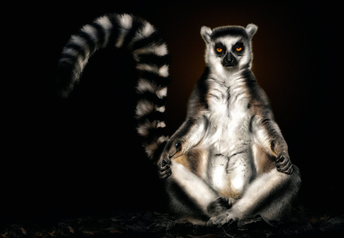 Кошачий лемур узбагойся