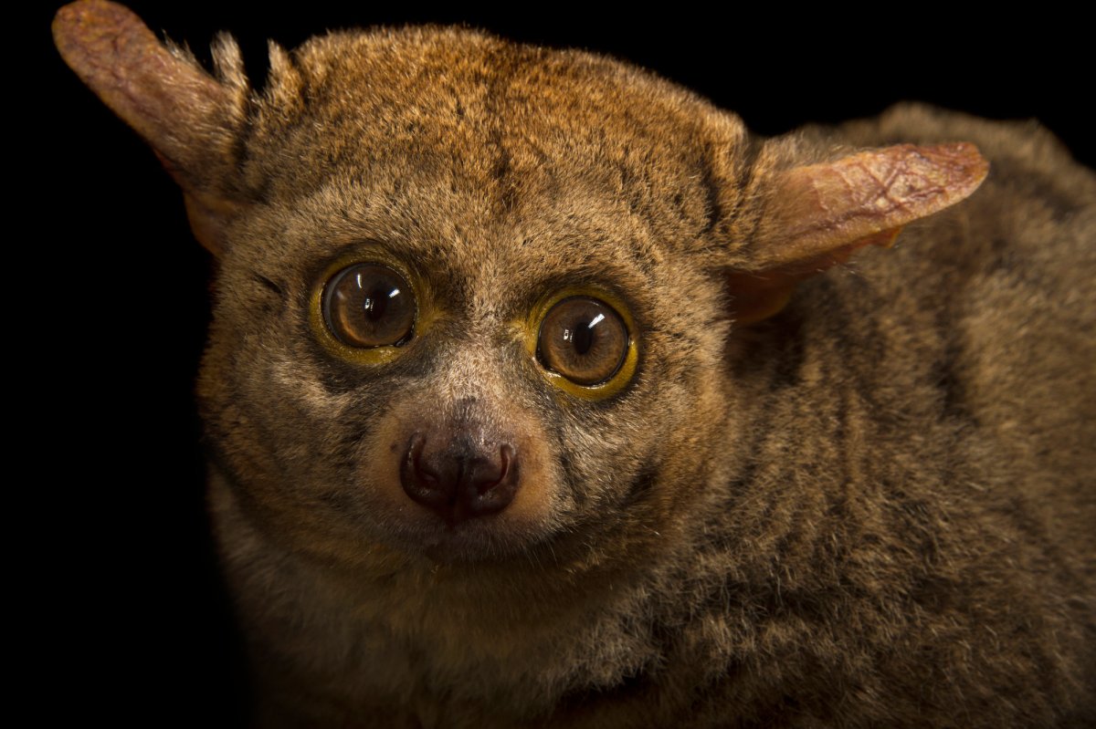 Толстохвостый галаго