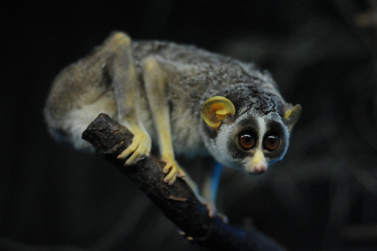 Loris tardigradus