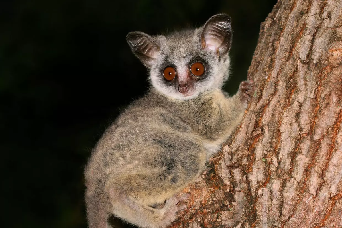 Bush Baby галаго