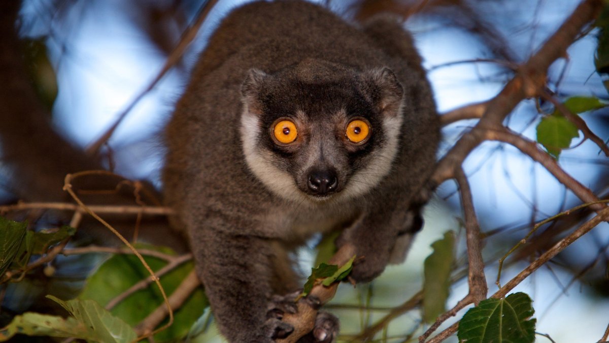 Лемур галаго