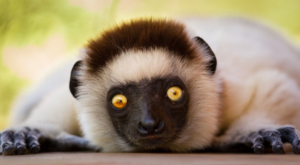 Диадемовый сифака