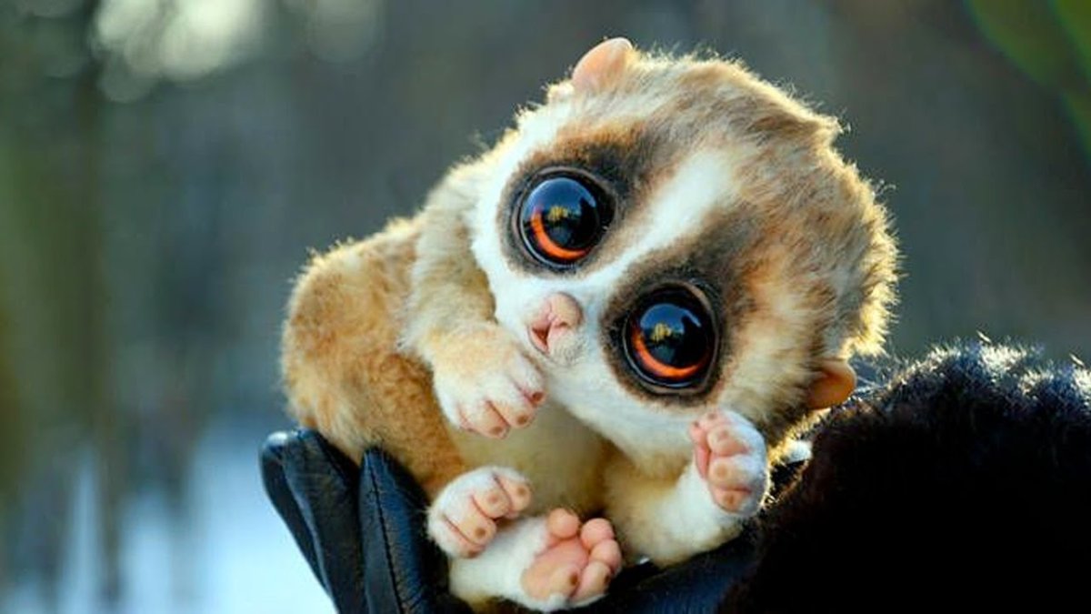 Животные с круглыми глазами