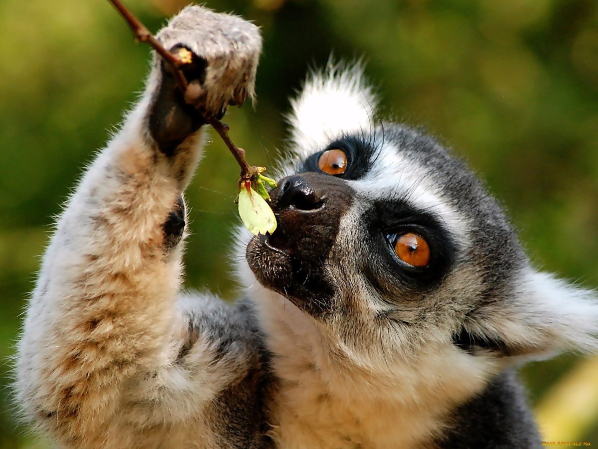 Лемур радуется