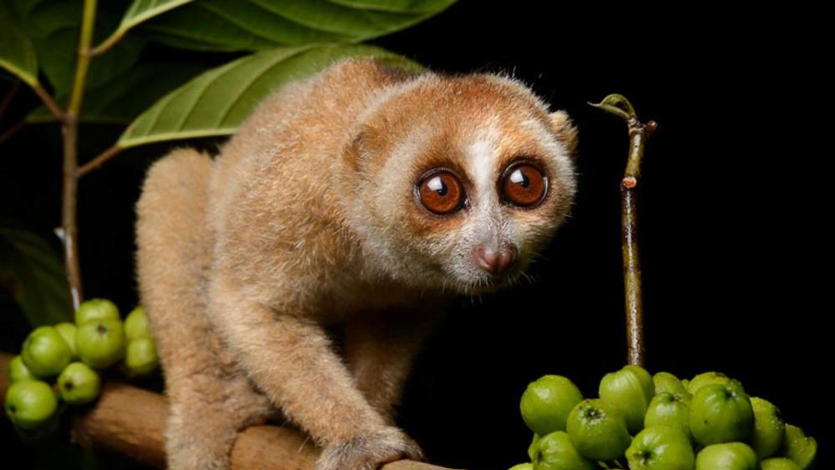 Калимантанский Лори