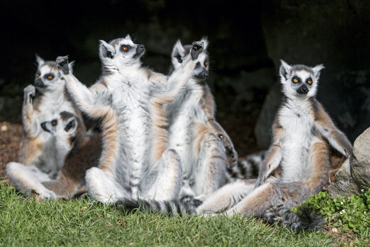 Африканские лемуры