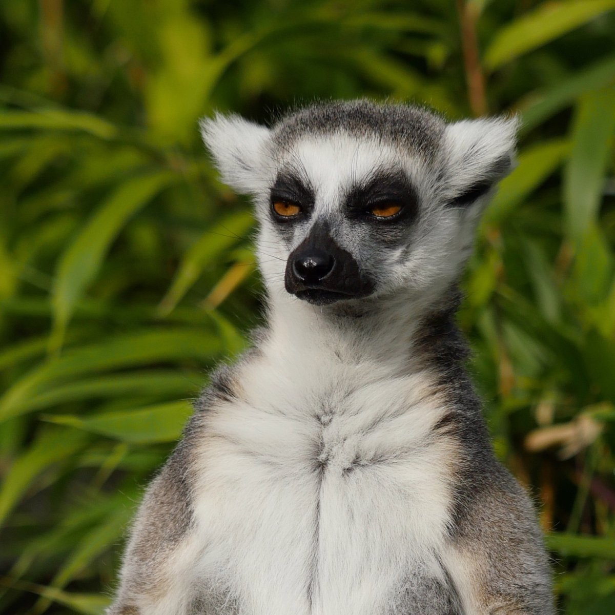 Спокойный лемур