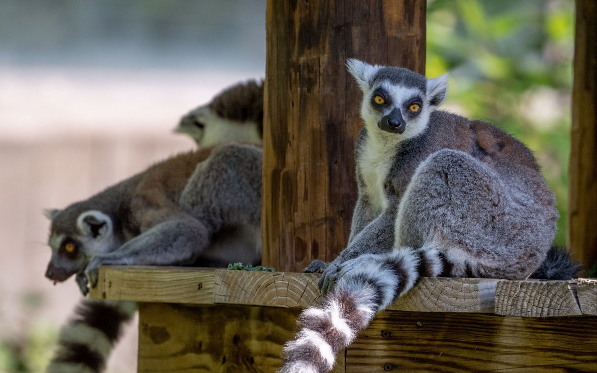 Обои с лемурами