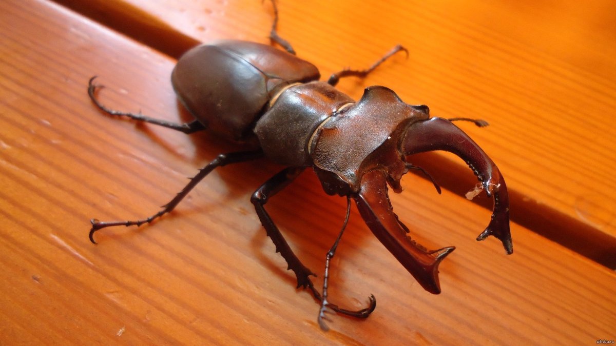 Жук-Рогач клешни