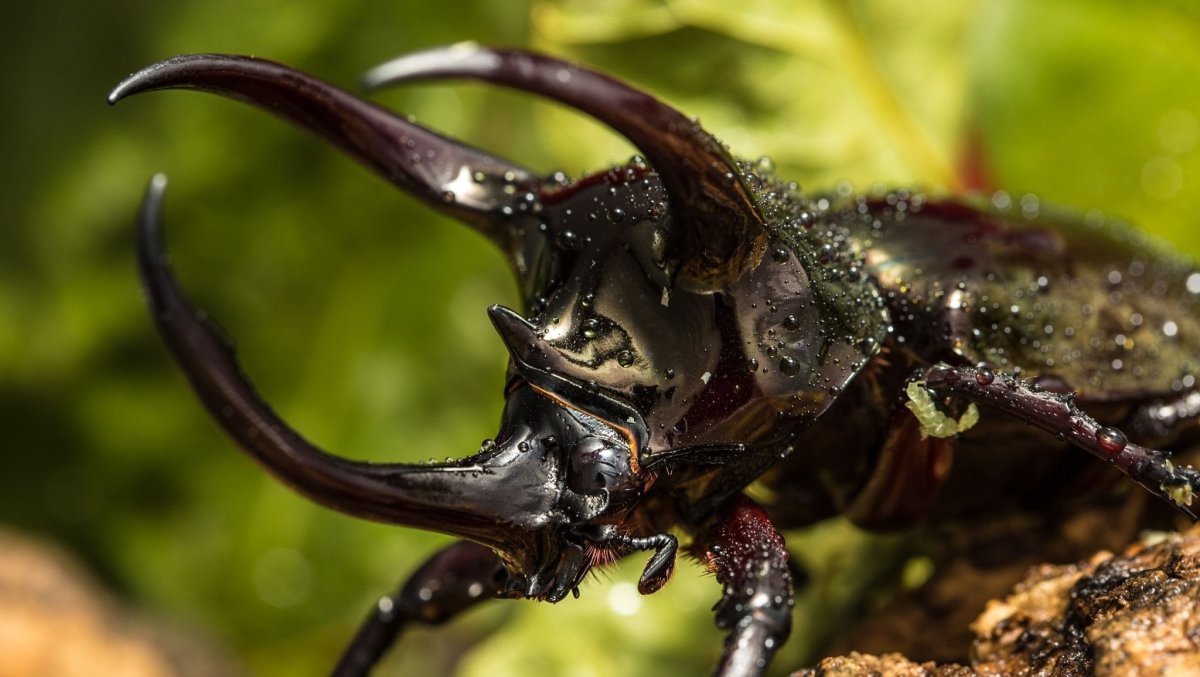 Мадагаскарский Жук носорог