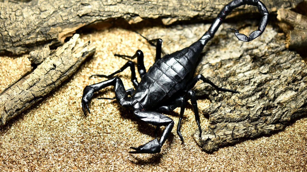 Черный Скорпион