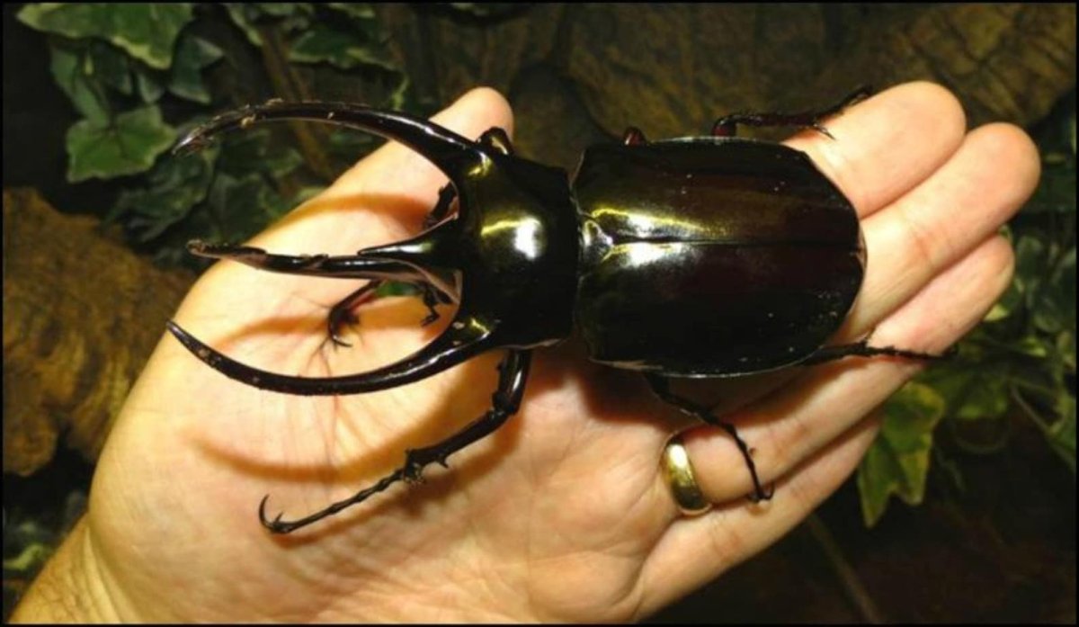 Chalcosoma Caucasus личинка