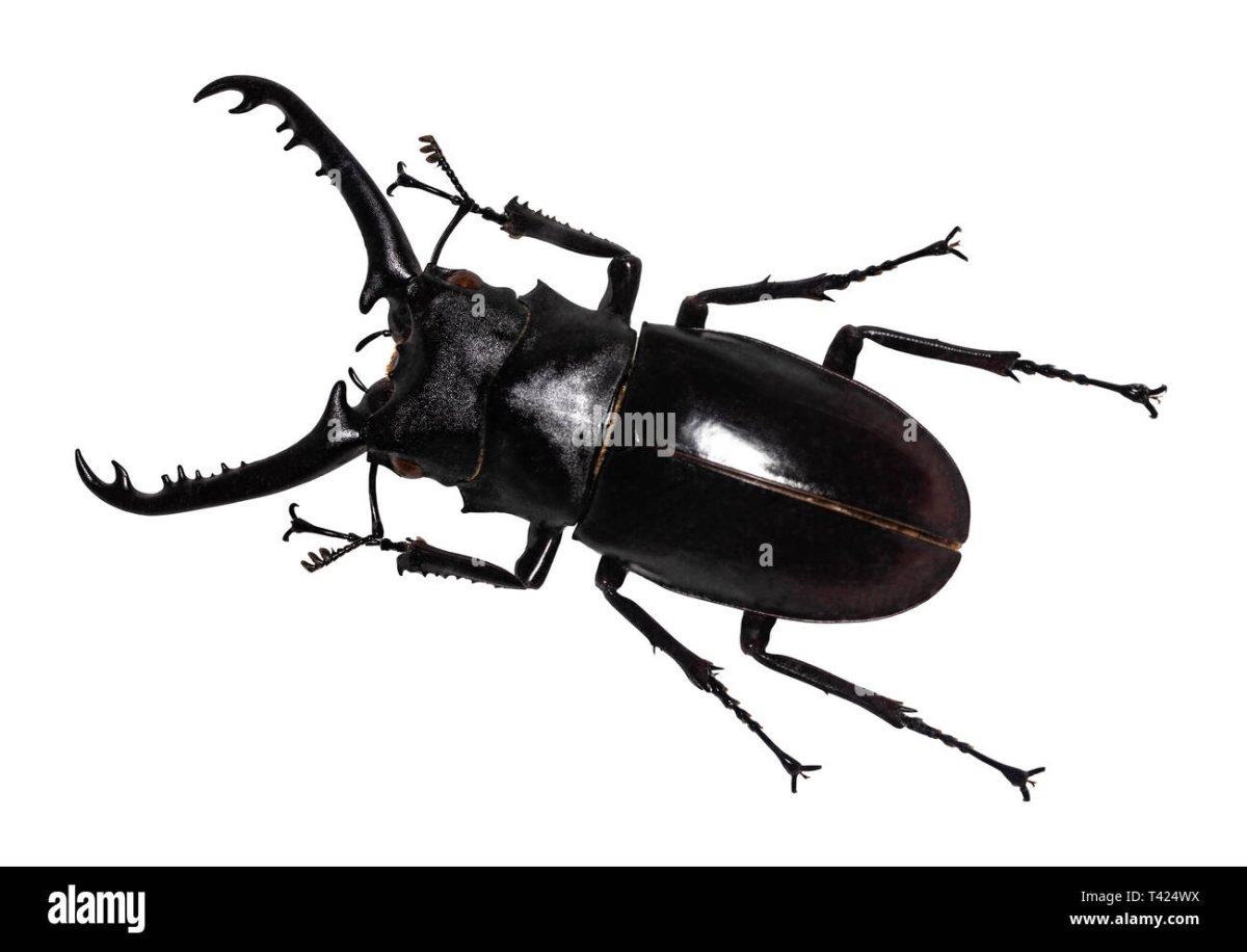 Жук олень почему так называется