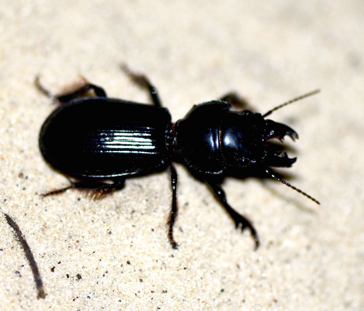 Черный Жук Франкавилла