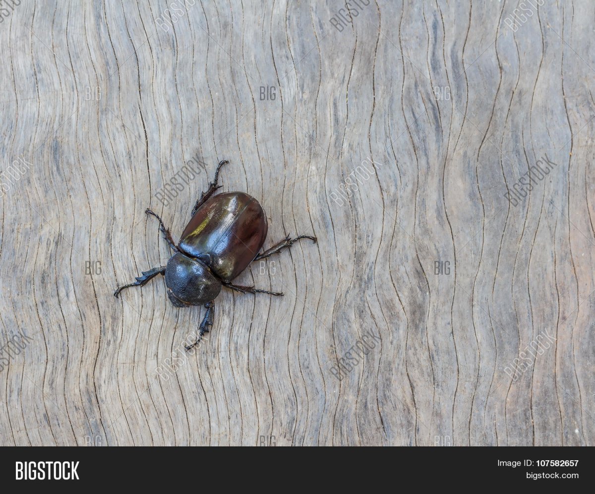 Жук с маленьким рогом на голове