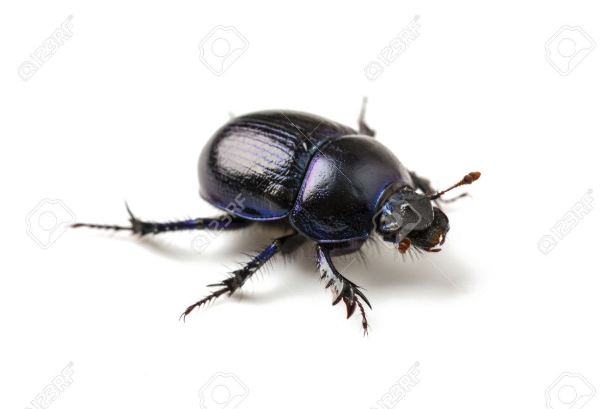 Жук навозник на белом фоне