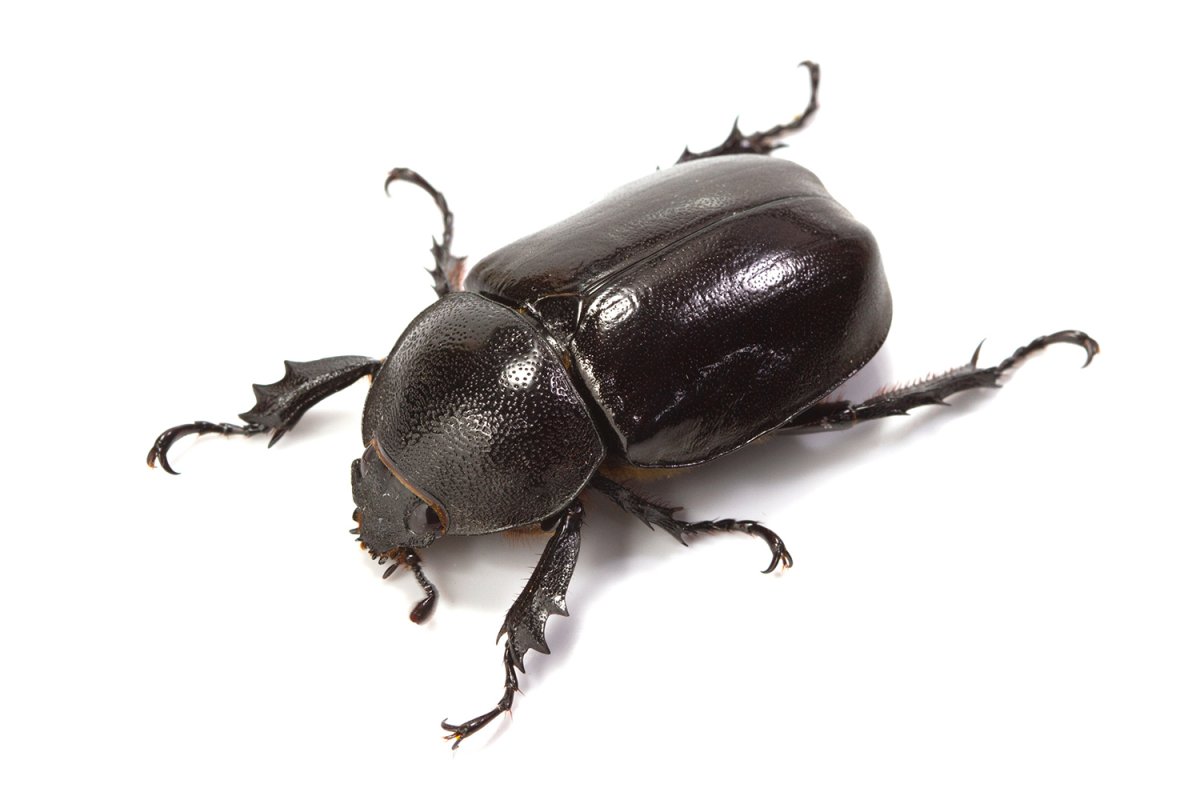 Жук навозник картинка на белом фоне