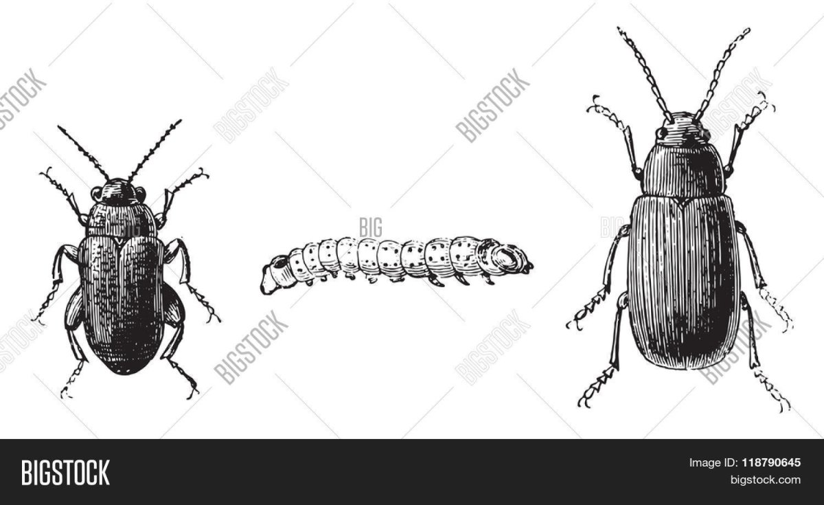 Листоед чёрно-белый рисунок