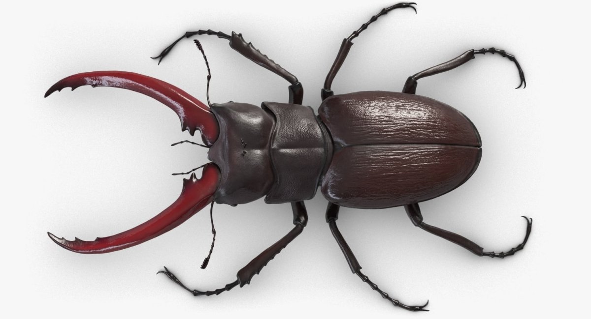 Stag Beetle 3d model