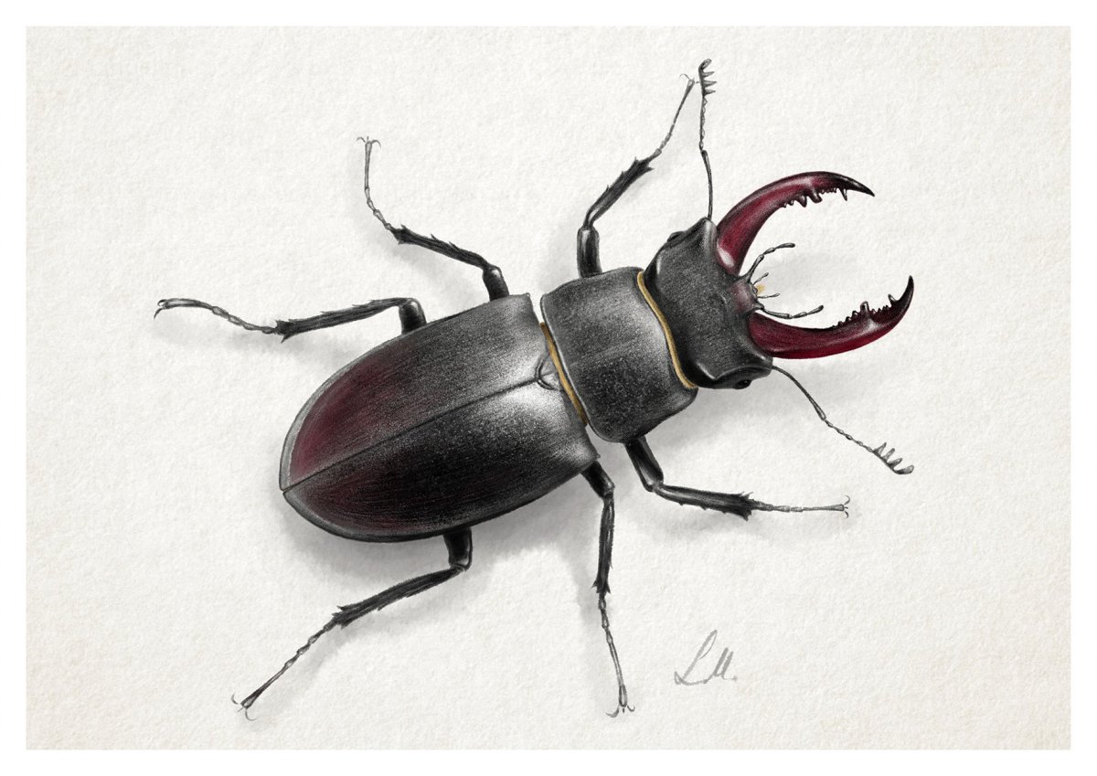 Жук парикмахер Жук