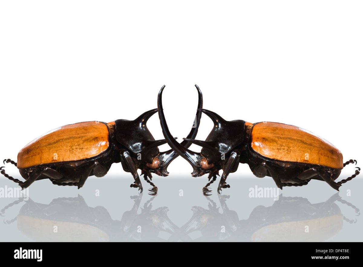 Белый рогатый Жук