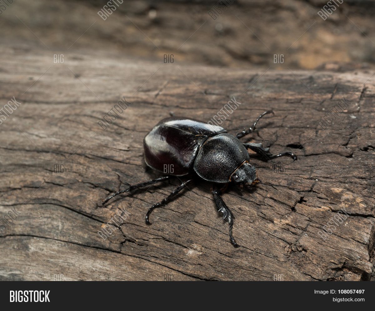 Навозный Жук с рогом