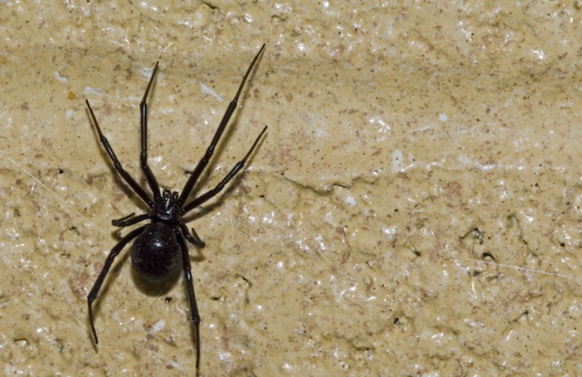 Пауки в Калифорнии