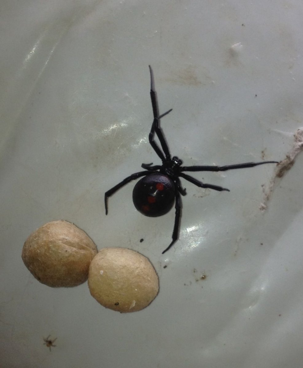 Чёрная вдова паук кокон