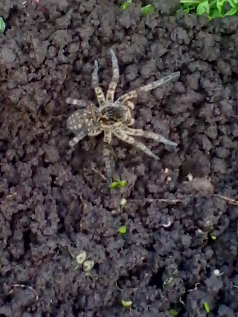 Тарантул Земляной паук