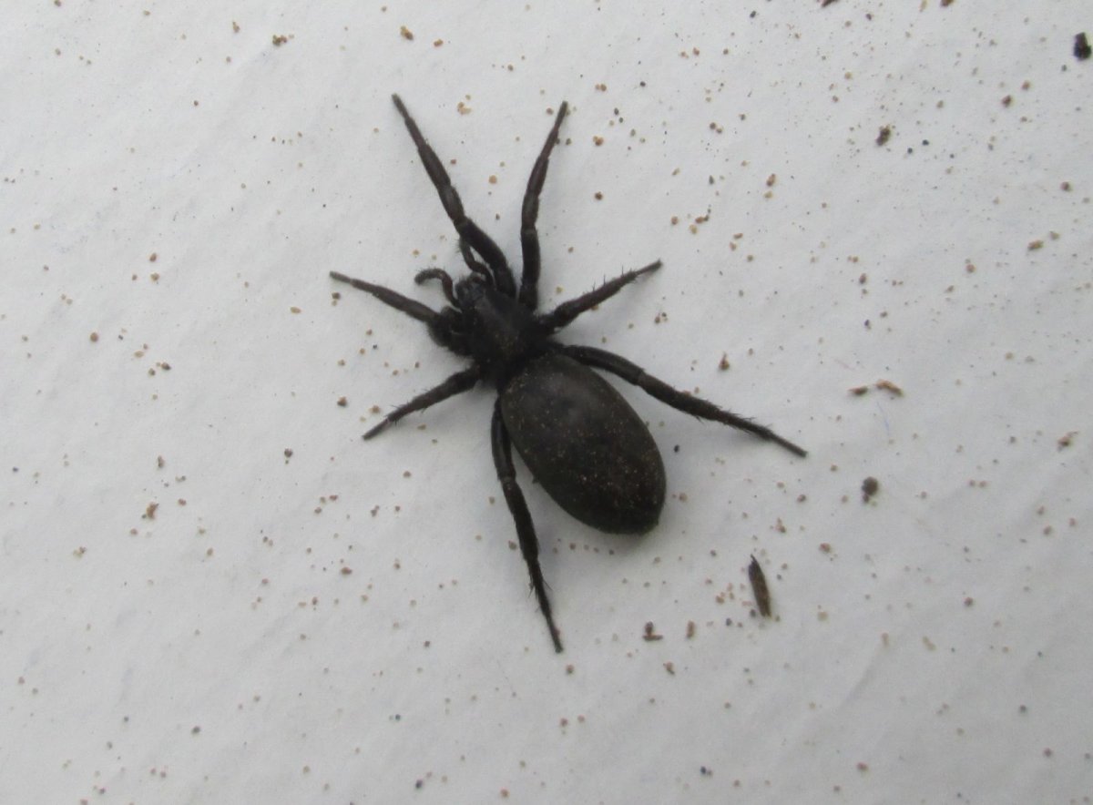 Черный паук в огороде