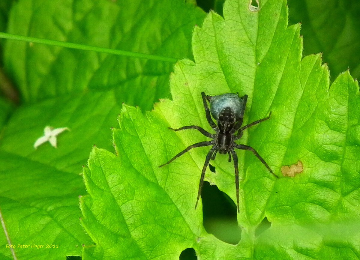 Вредитель паук
