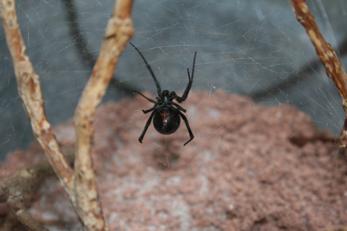 Паук черная вдова детеныш