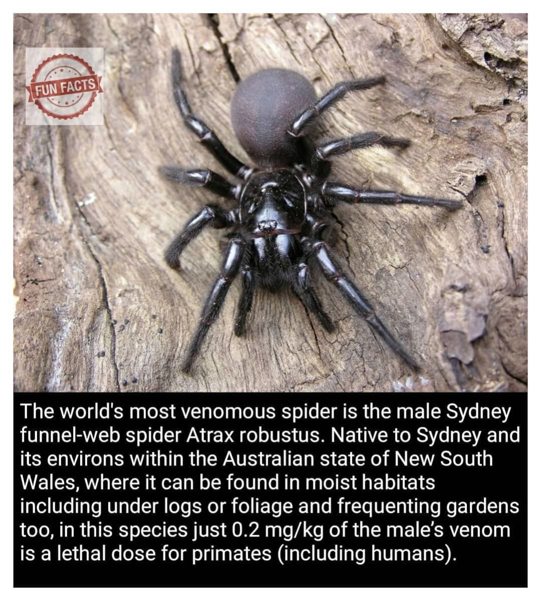 Воронковые пауки Нора