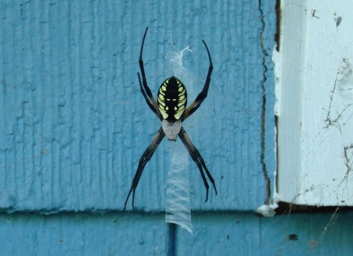 Маленький желто черный паук дома