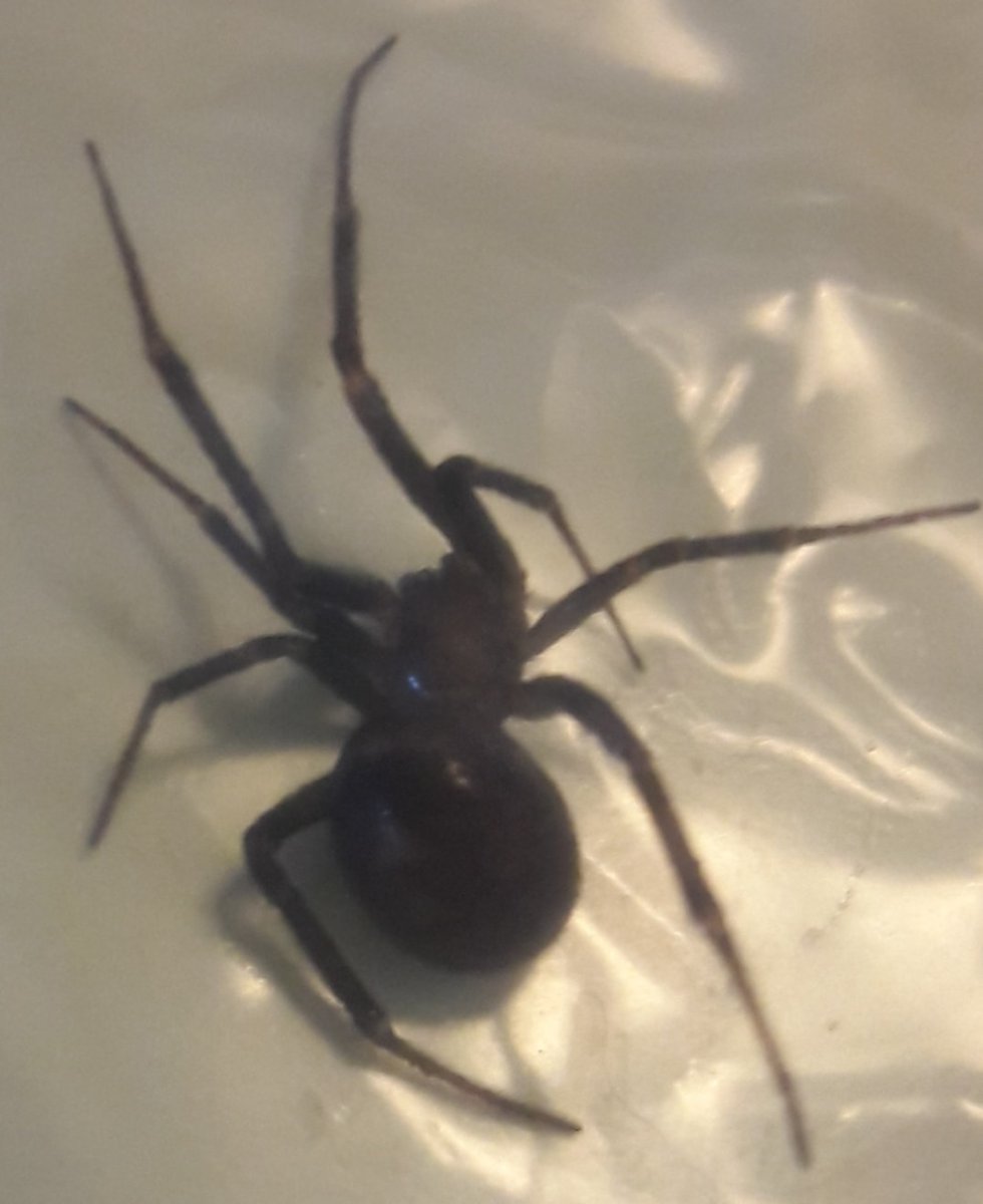 Стеатода Гросса укус